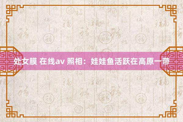 处女膜 在线av 照相：娃娃鱼活跃在高原一带